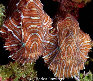 Recently rediscovered Psychedelic Frogfish. A pair discov... by Charles Rawlings 